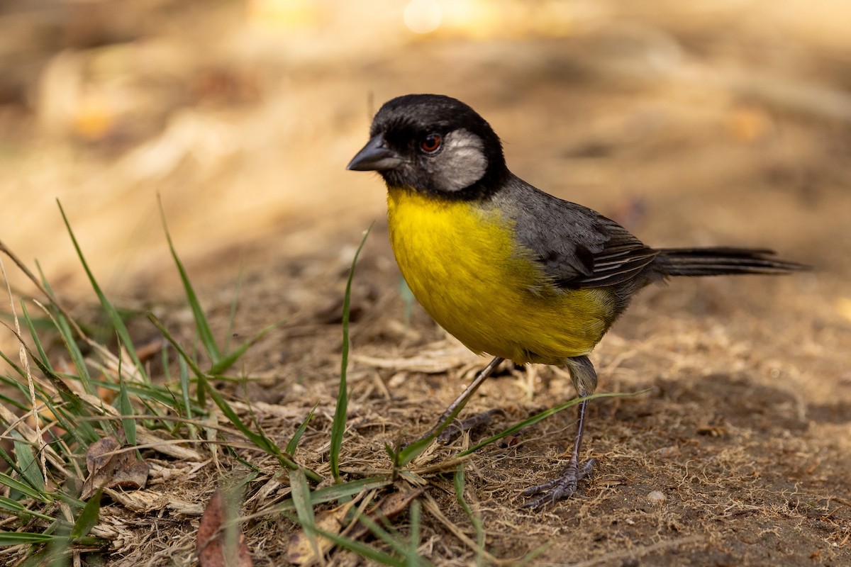 Santa Marta Brushfinch - Michael Cook