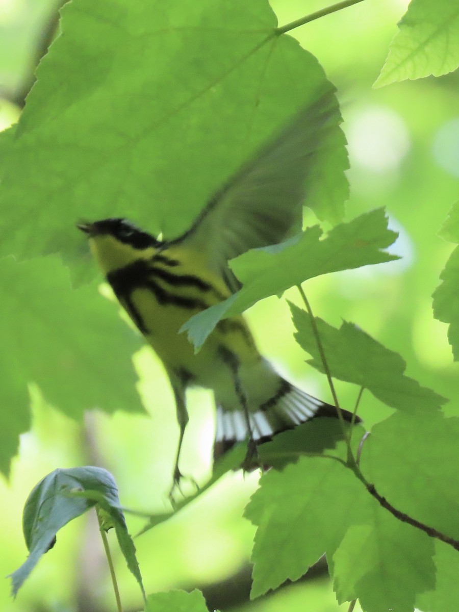 Magnolia Warbler - Tim Carney