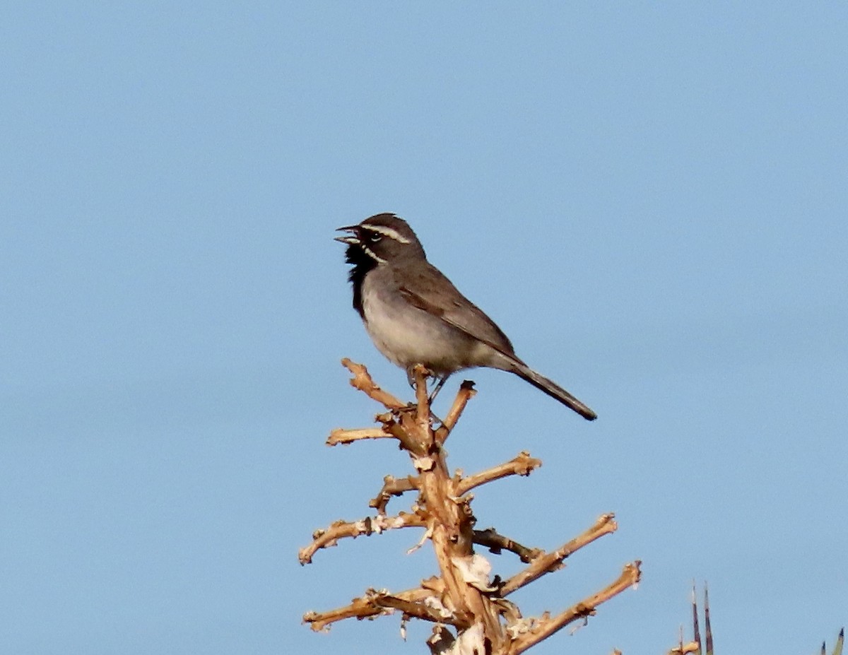 Black-throated Sparrow - Ruth Gravance