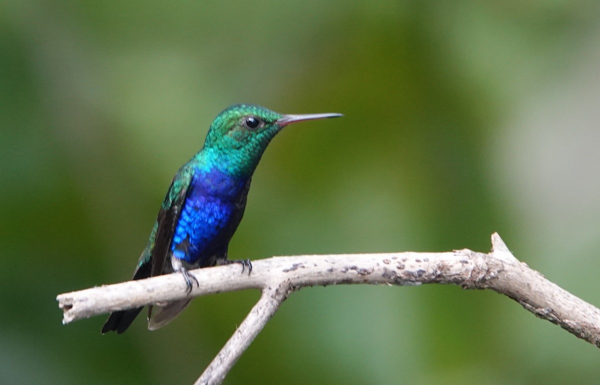 Violet-bellied Hummingbird - Billie Knight