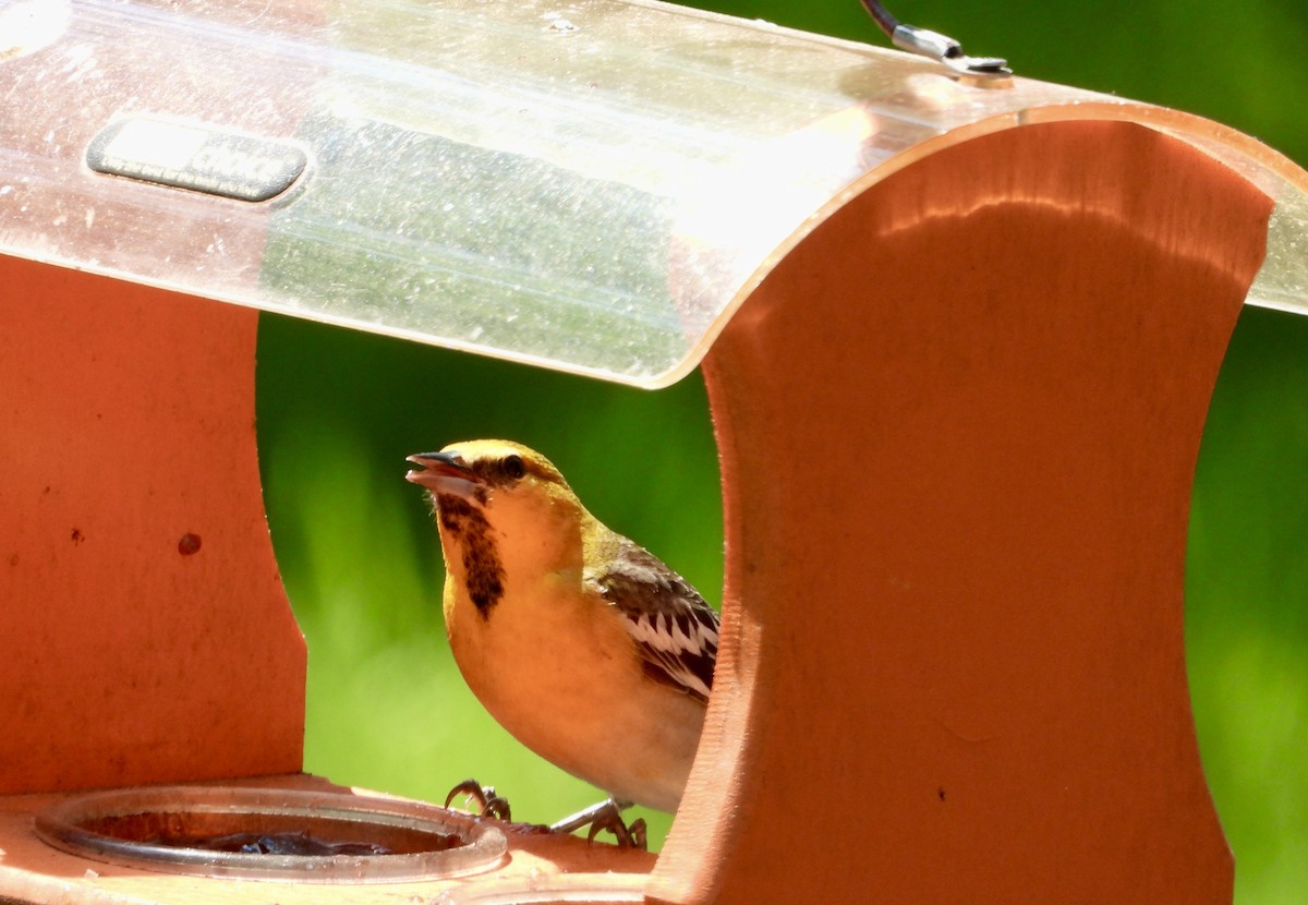 Bullock's Oriole - Linda Schwegman