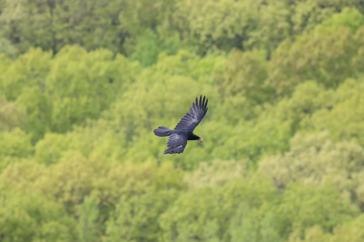 Common Raven - Michelle Chase