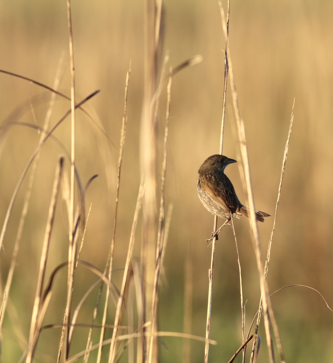 Seaside Sparrow - ML618986509