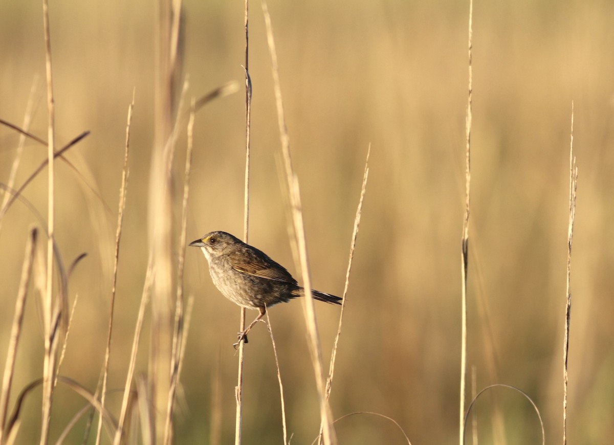 Seaside Sparrow - ML618986510