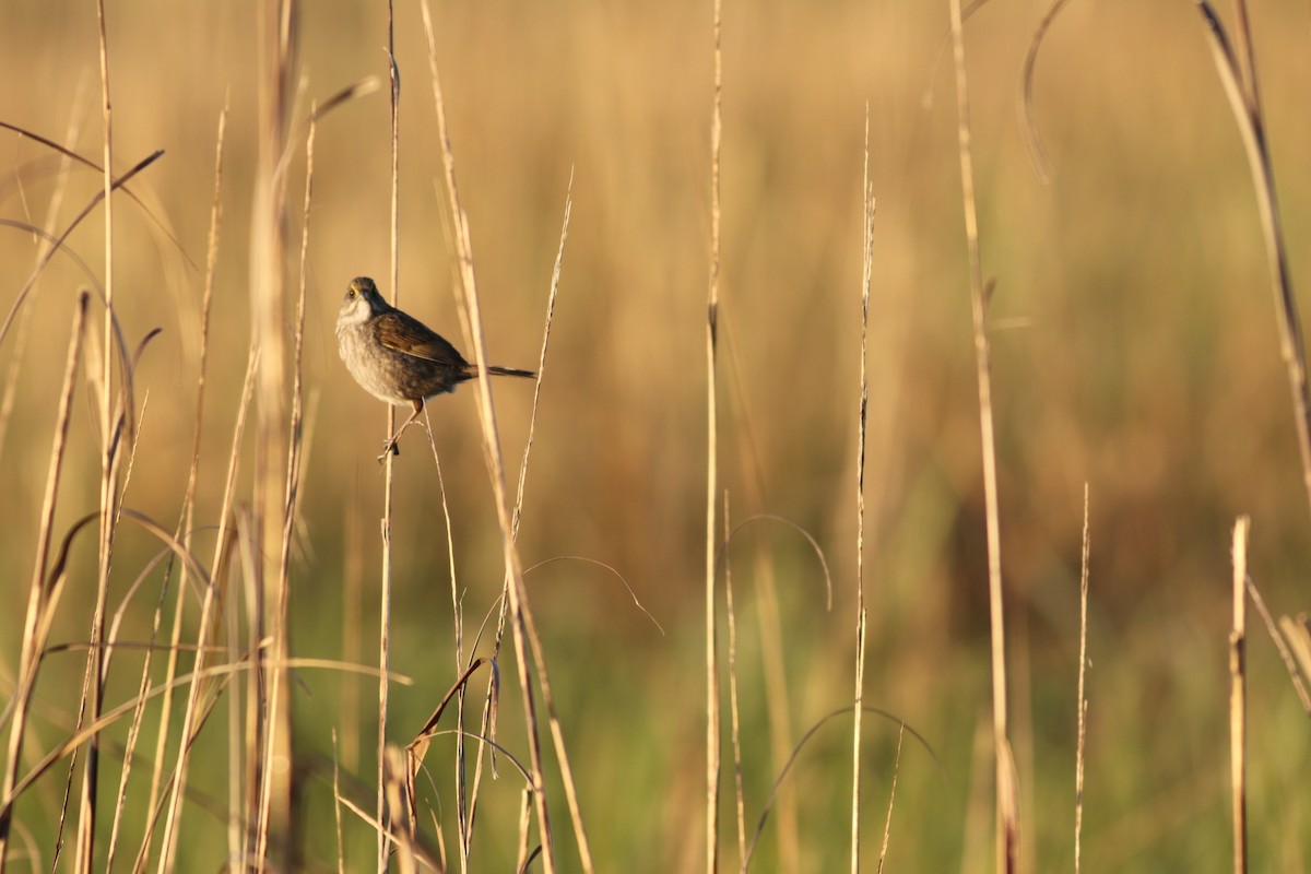 Seaside Sparrow - ML618986511