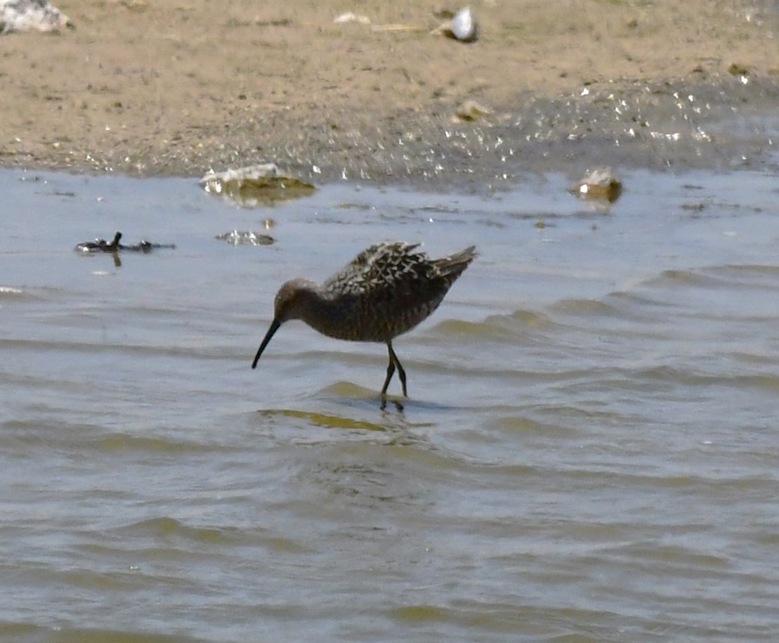 Bindenstrandläufer - ML618986518