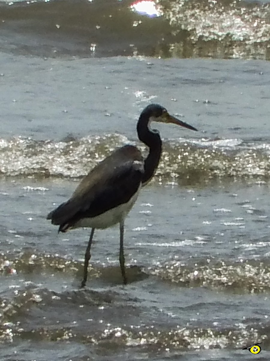 Tricolored Heron - ML618986526