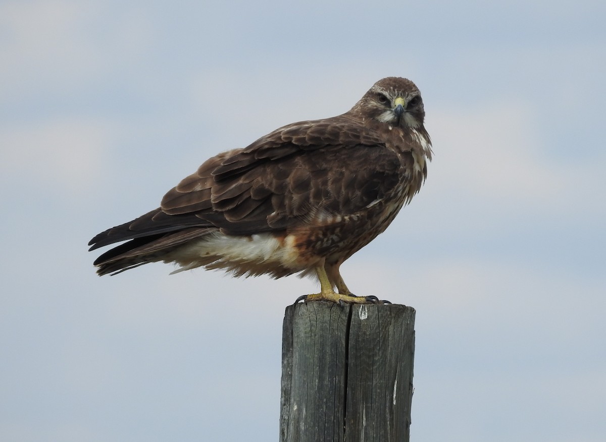 Swainson's Hawk - ML618986529