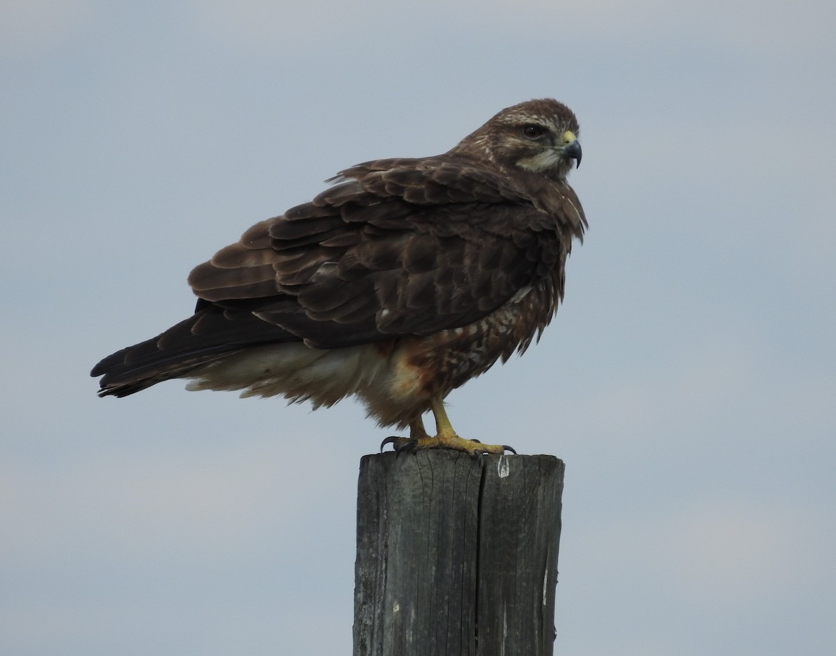 Swainson's Hawk - ML618986531