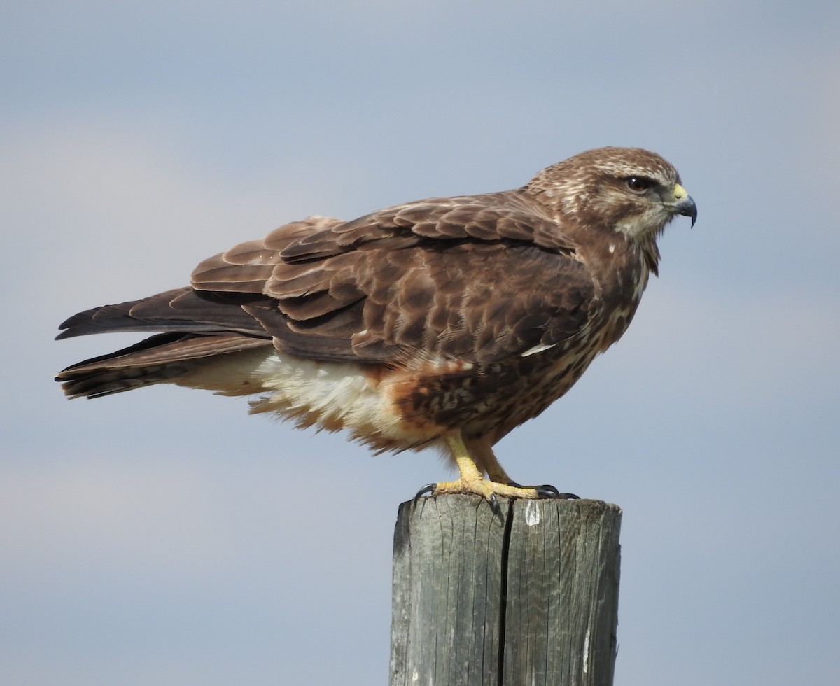 Swainson's Hawk - ML618986532