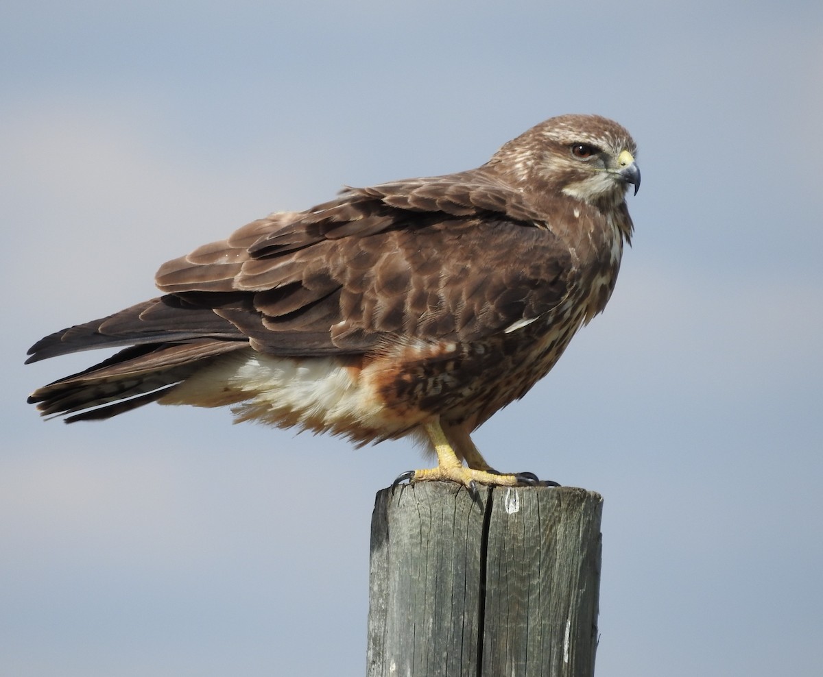 Swainson's Hawk - ML618986534