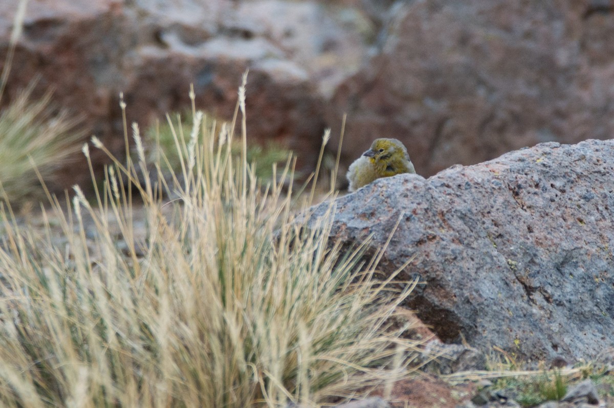 Patagonian Yellow-Finch - Maria Fernanda Gauna