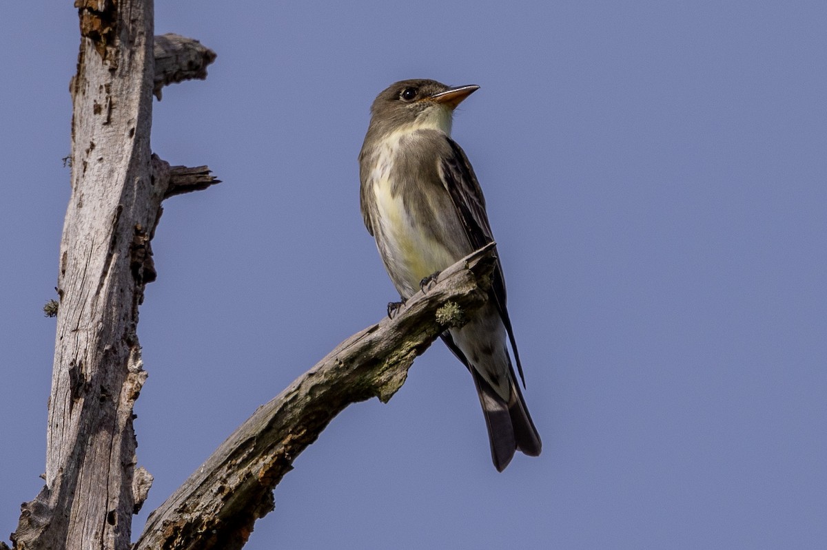 Olive-sided Flycatcher - Michael Cook