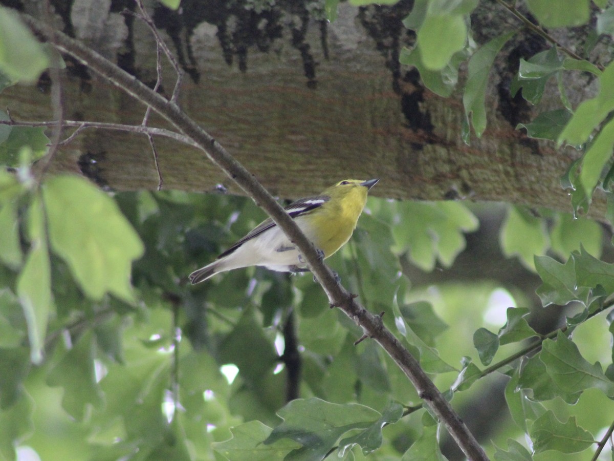 Yellow-throated Vireo - ML618986577