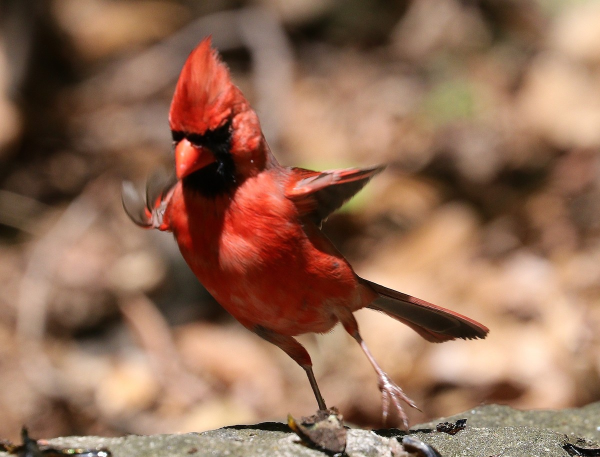 Cardinal rouge - ML618986599