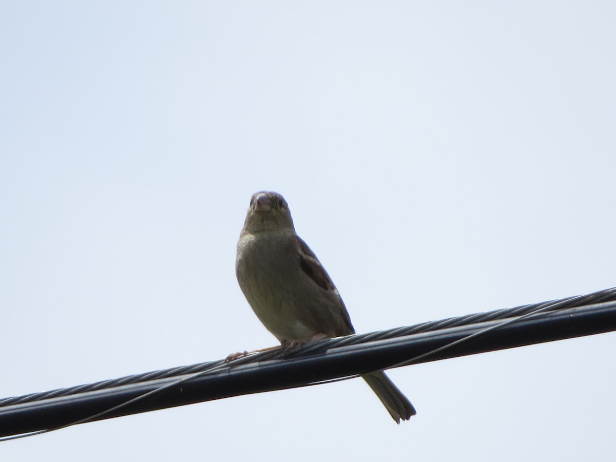 House Sparrow - ML618986604