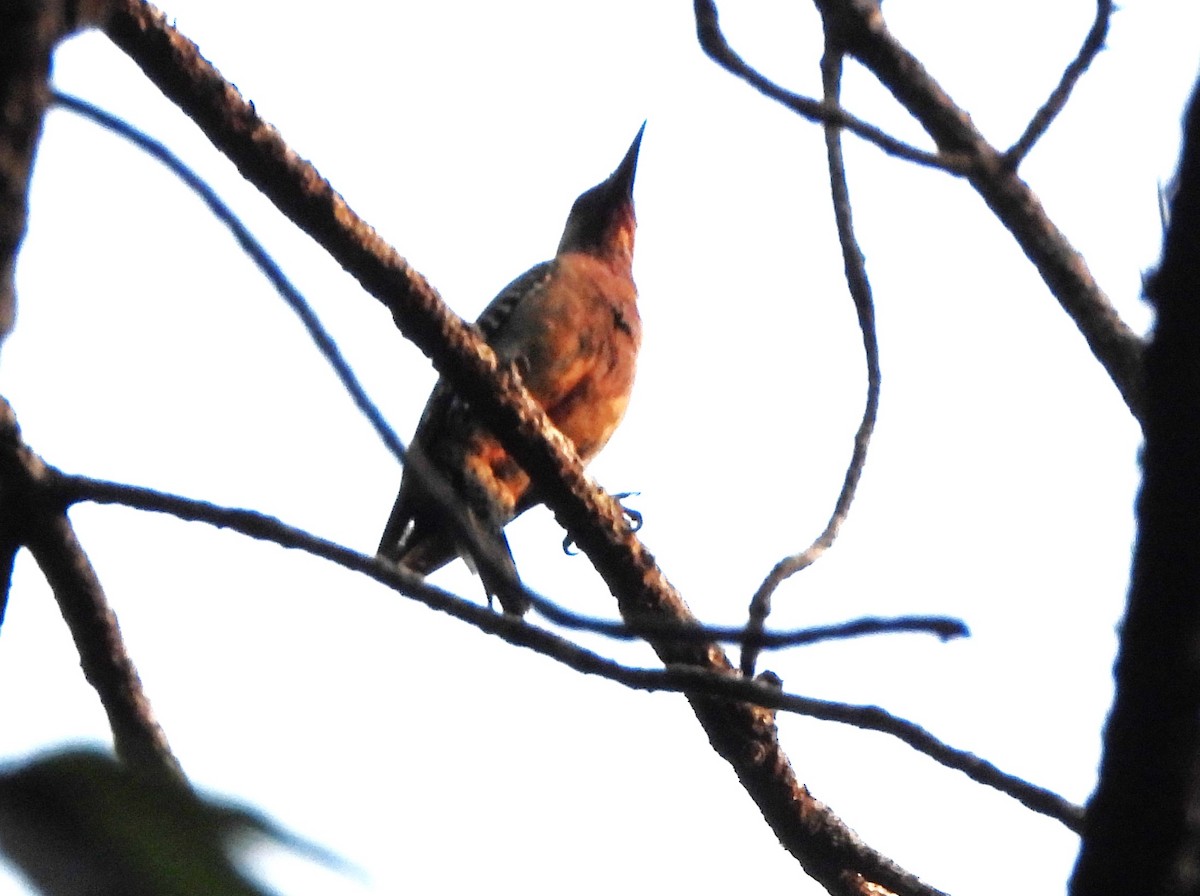 Red-bellied Woodpecker - Lena Hayashi