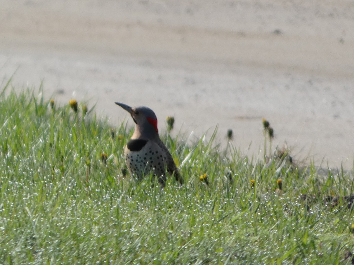 Northern Flicker - ML618986615