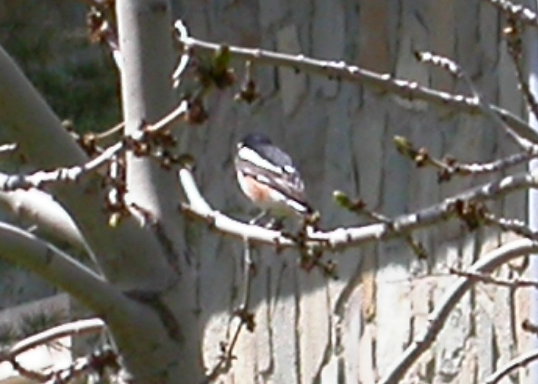 Masked Shrike - ML618986623