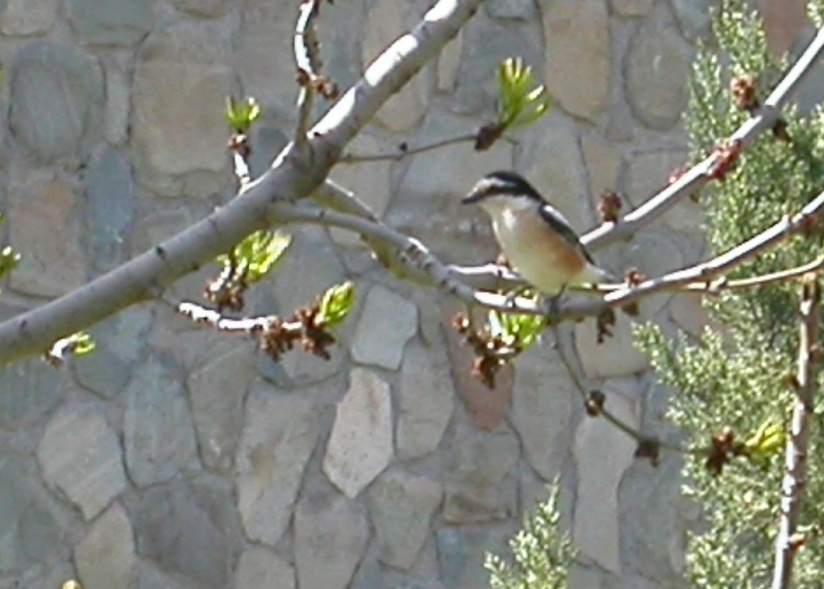 Masked Shrike - ML618986624