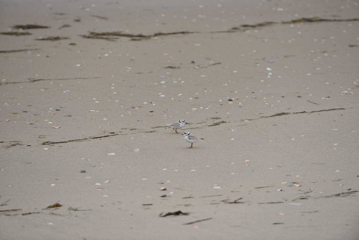 Piping Plover - ML618986641
