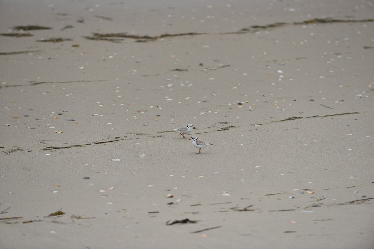 Piping Plover - Ruiqi Wang