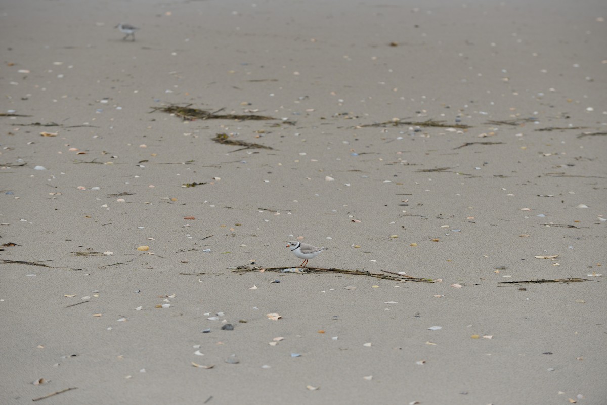 Piping Plover - ML618986649