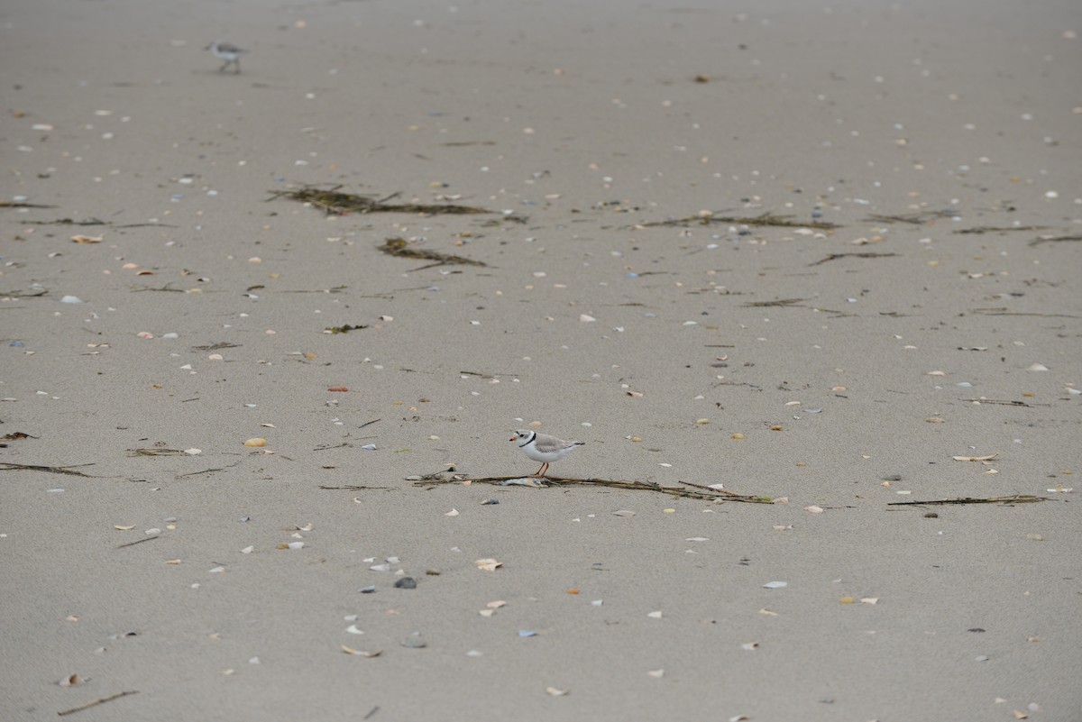 Piping Plover - Ruiqi Wang