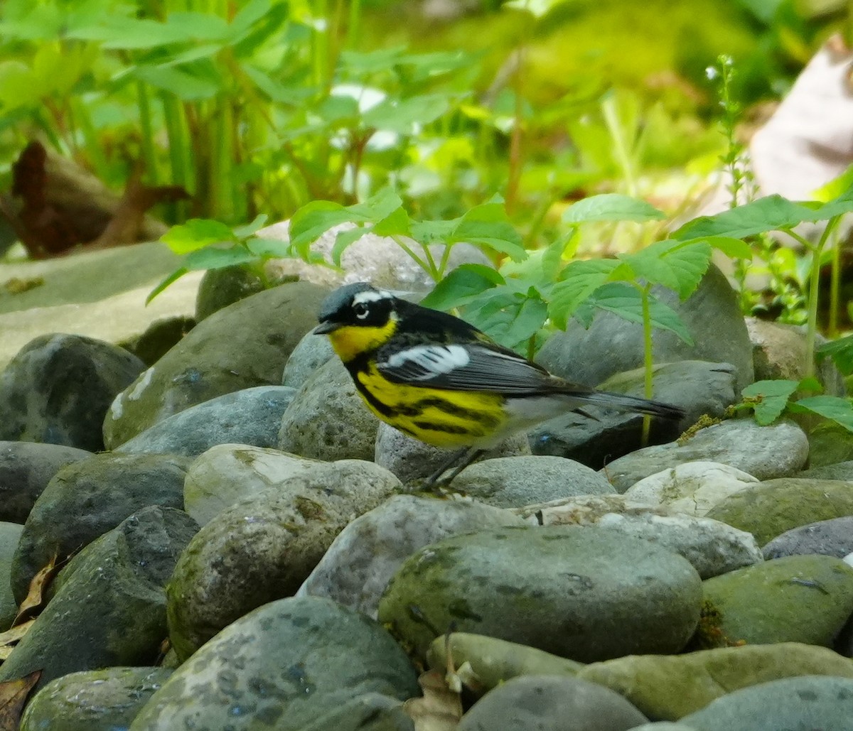 Magnolia Warbler - ML618986656