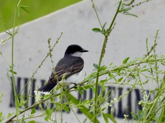 Eastern Kingbird - ML618986659