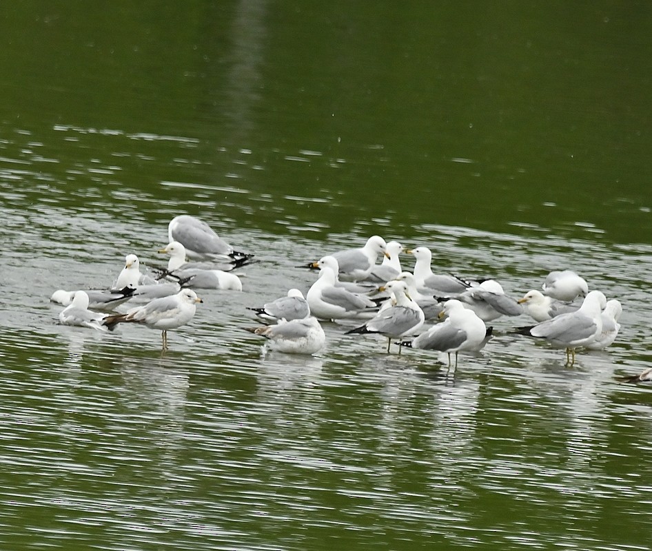 Ring-billed Gull - Regis Fortin