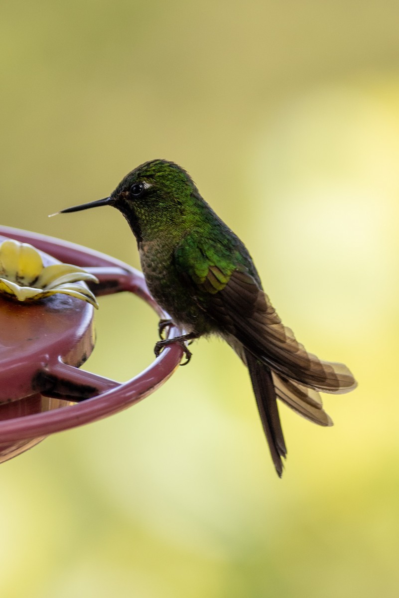 Tyrian Metaltail (Santa Marta) - Michael Cook