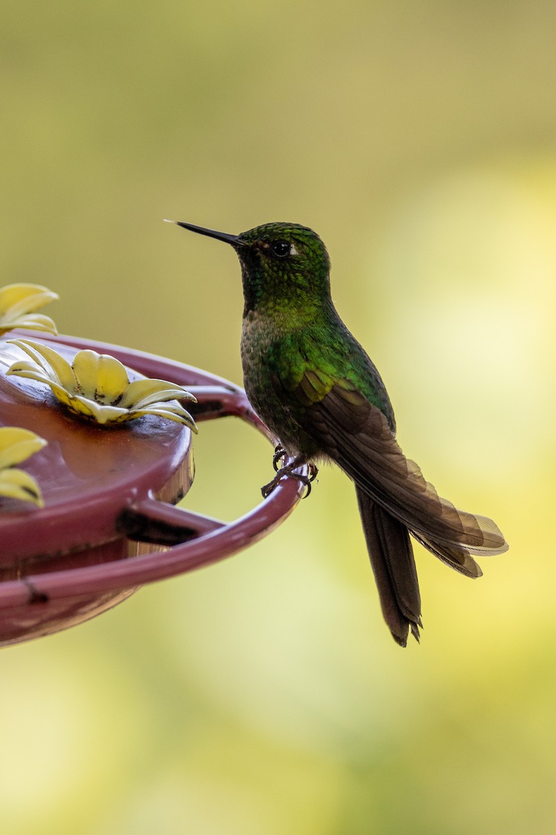 Tyrian Metaltail (Santa Marta) - Michael Cook