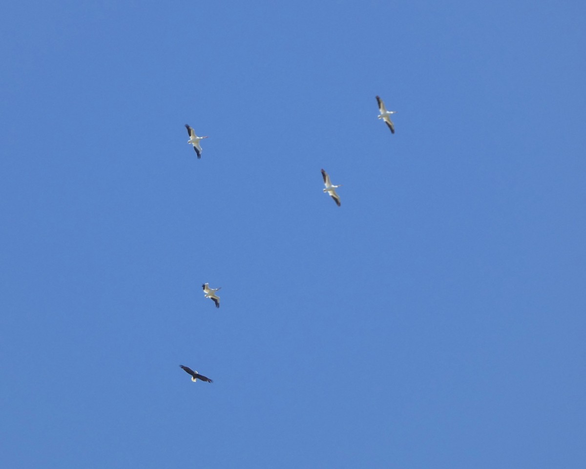 American White Pelican - ML618986709