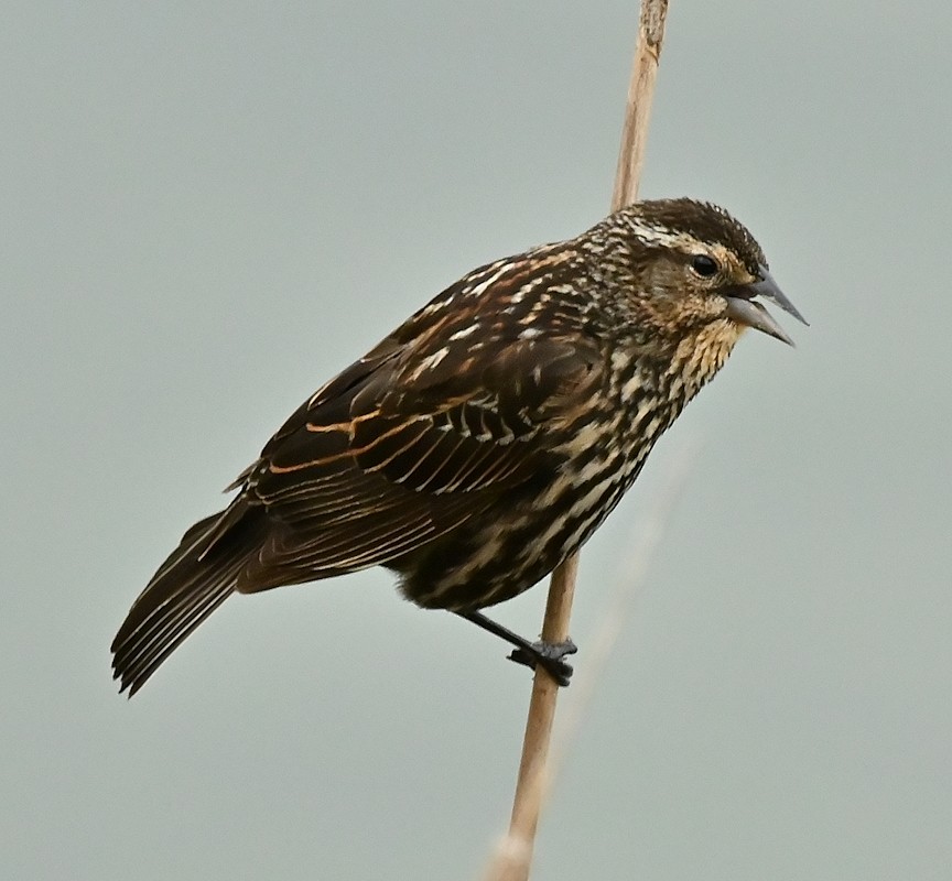 Red-winged Blackbird - ML618986729