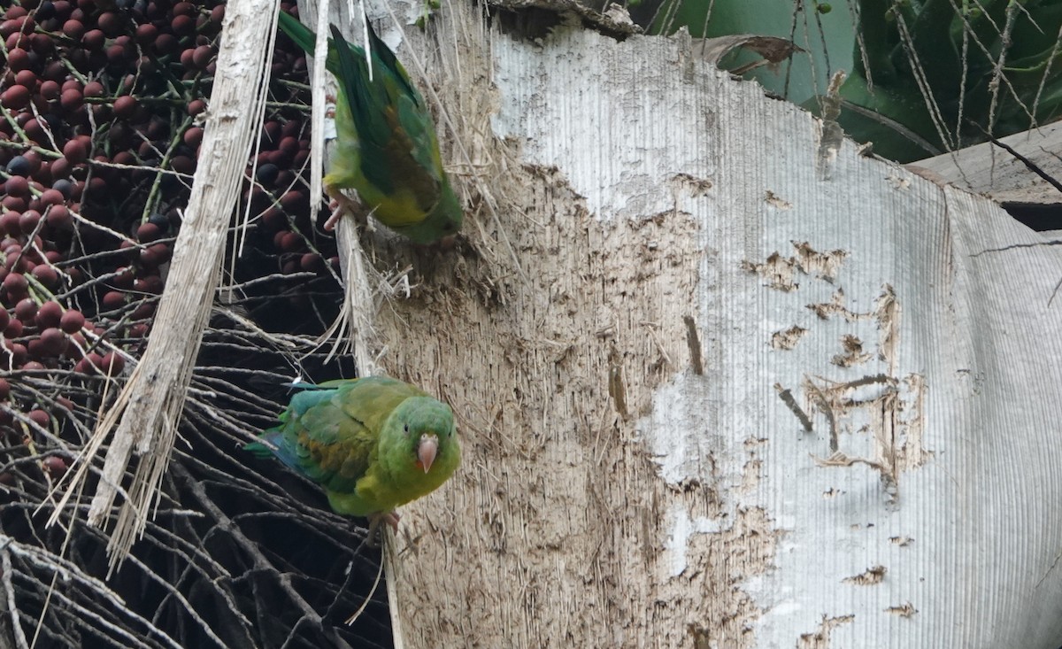 Orange-chinned Parakeet - ML618986734