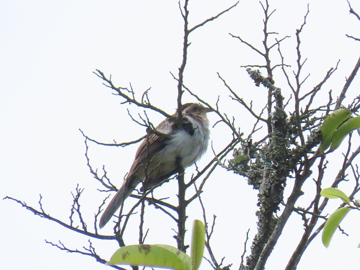 Striped Cuckoo - Sandra Lema