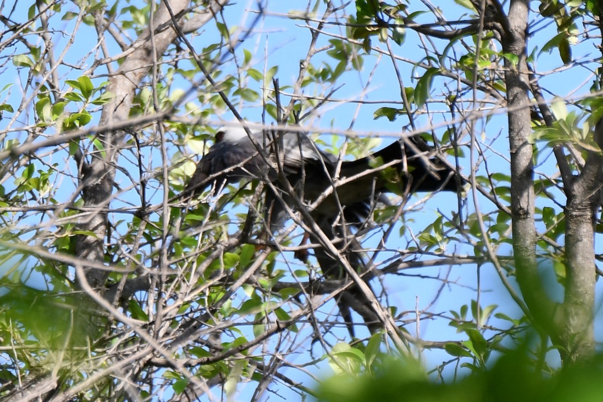 Mississippi Kite - Carmen Ricer