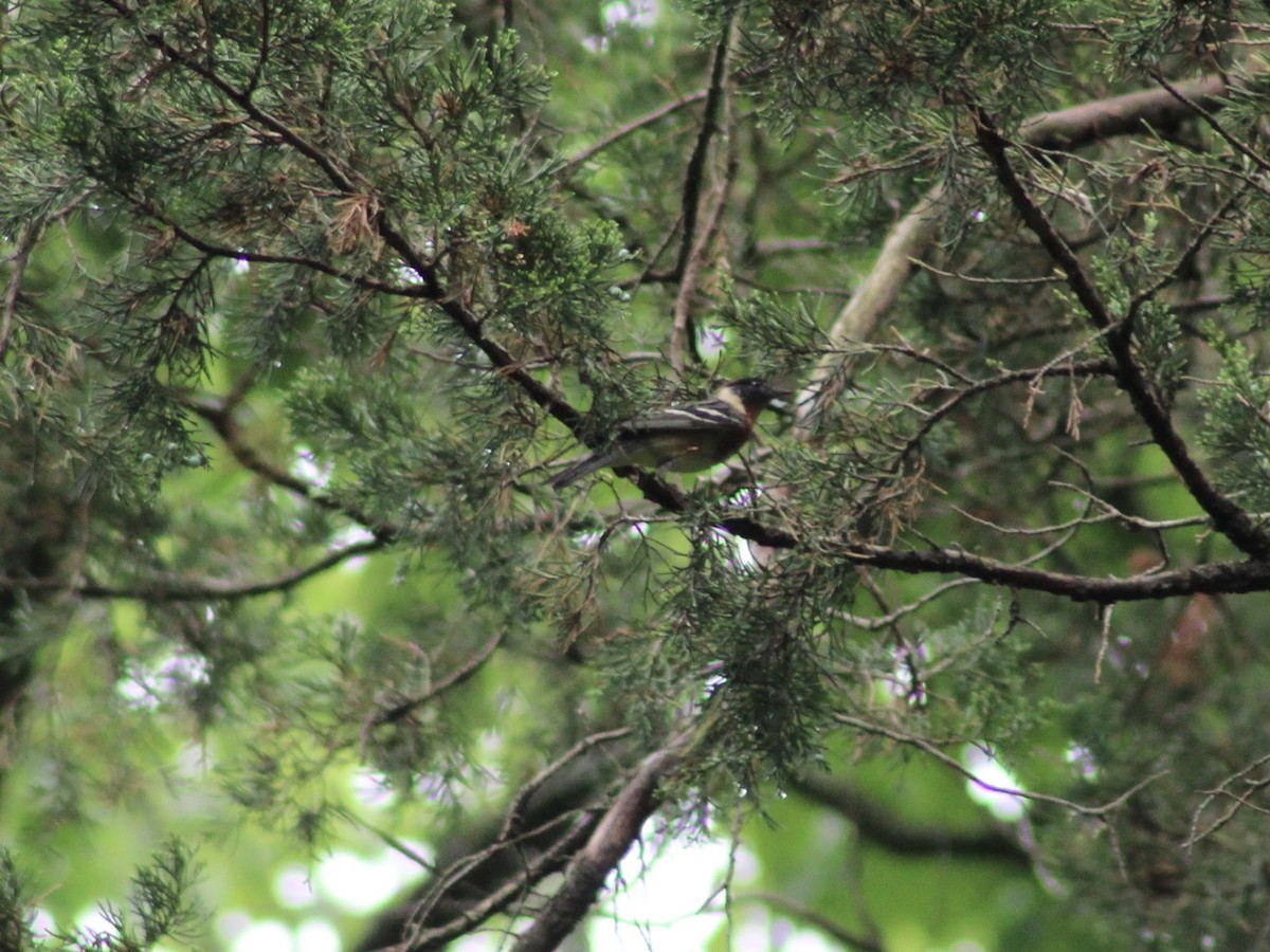 Bay-breasted Warbler - ML618986748