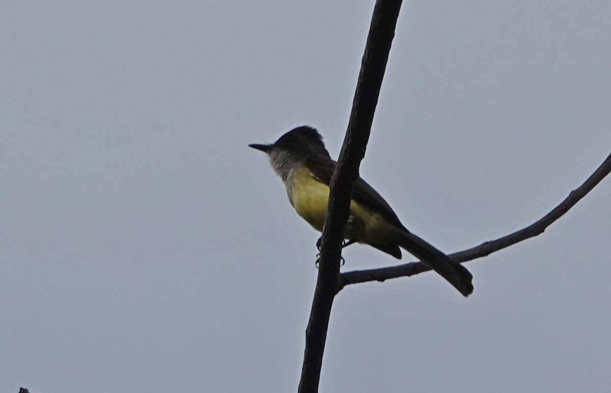 Panama Flycatcher - ML618986786