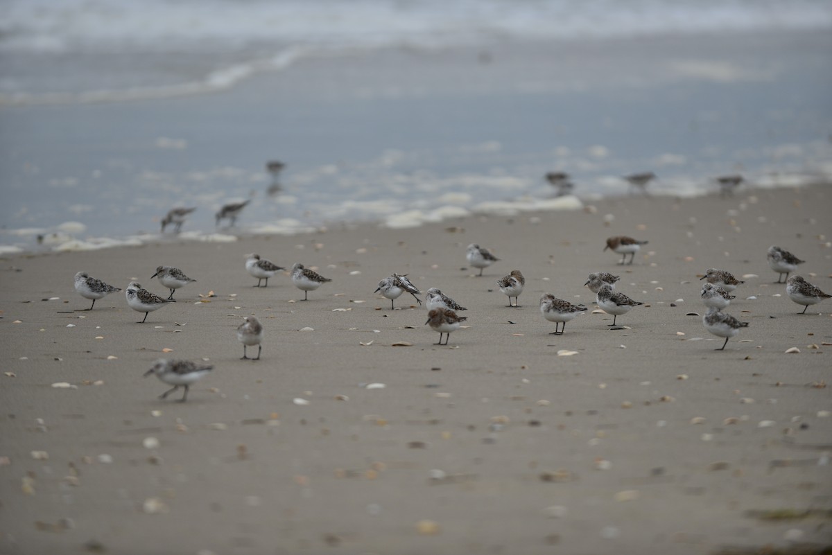 Bécasseau sanderling - ML618986809