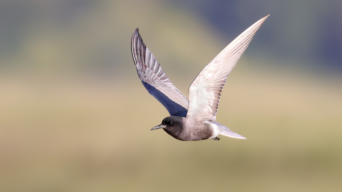 Black Tern - SONER SABIRLI