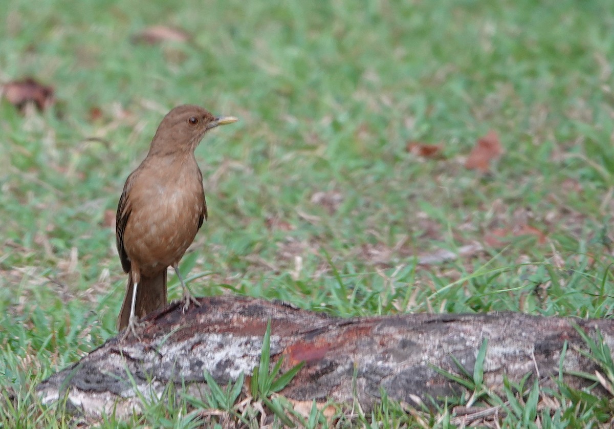 Clay-colored Thrush - Billie Knight