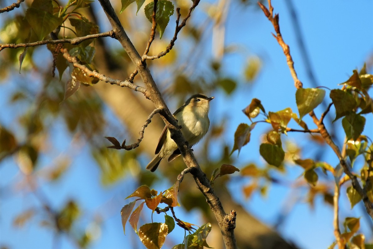 Warbling Vireo - Ian Langlois Vaillancourt