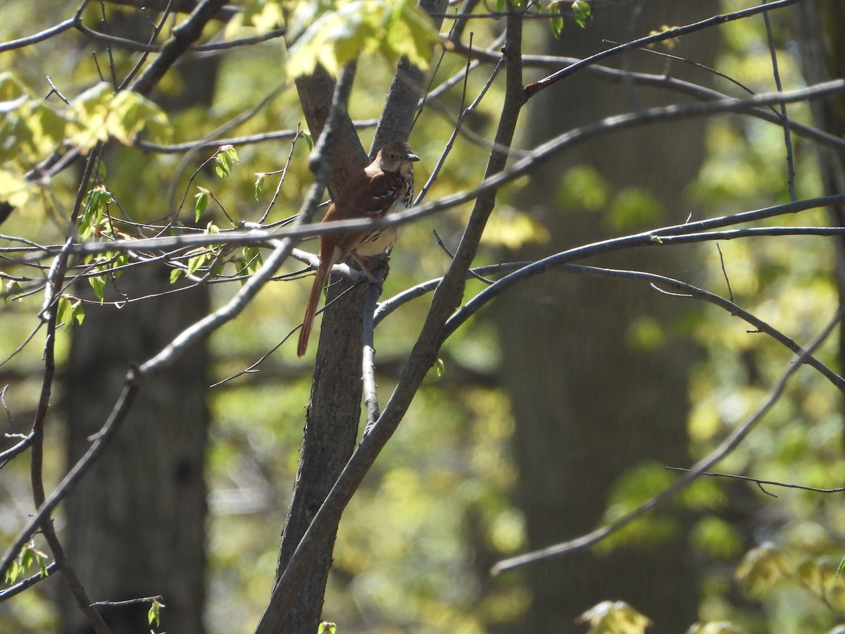 Brown Thrasher - ML618986849