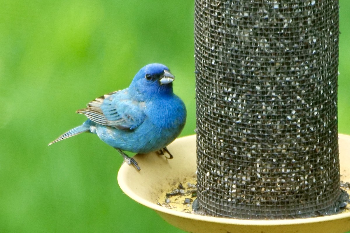 Indigo Bunting - ML618986851