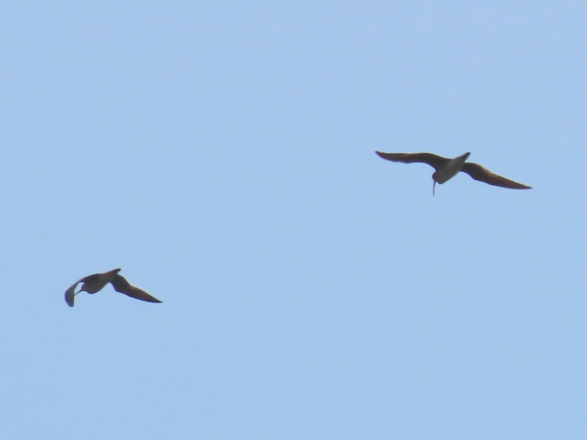 Whimbrel - Holly Cox