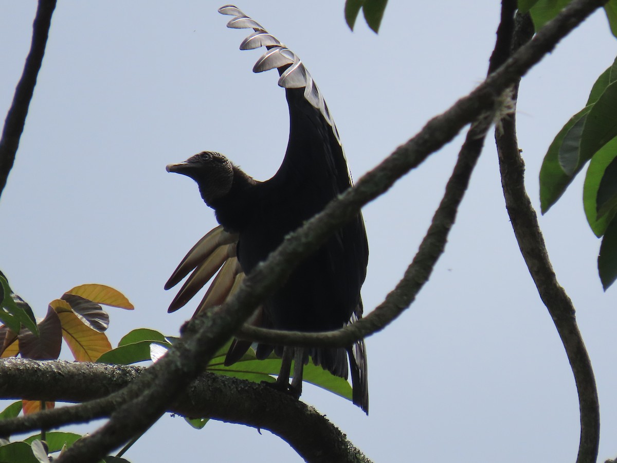 Black Vulture - Sandra Lema