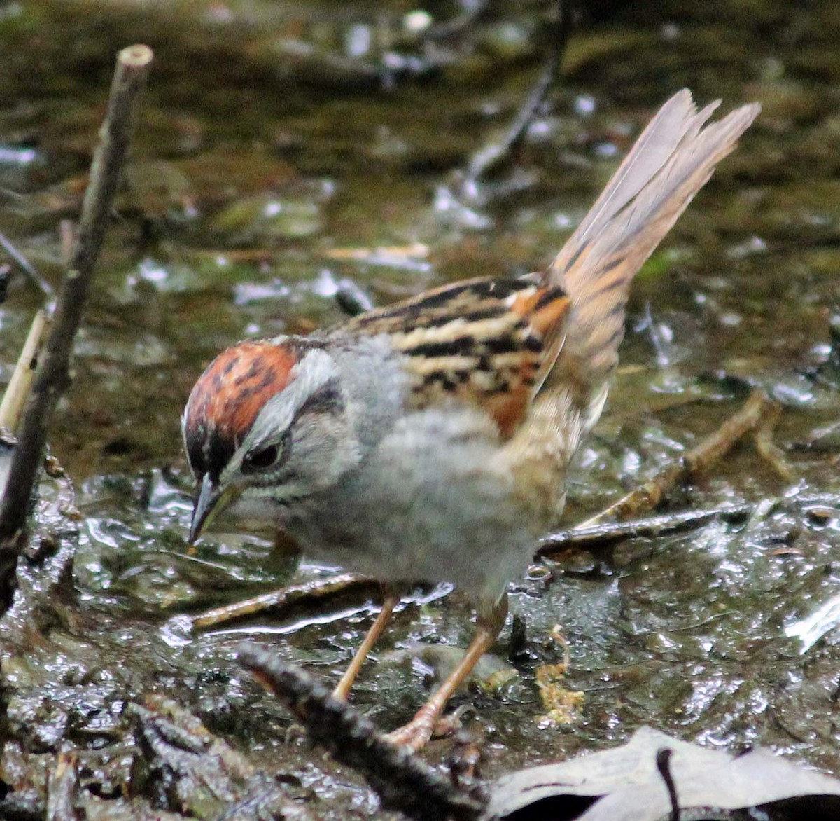 Swamp Sparrow - ML618986875