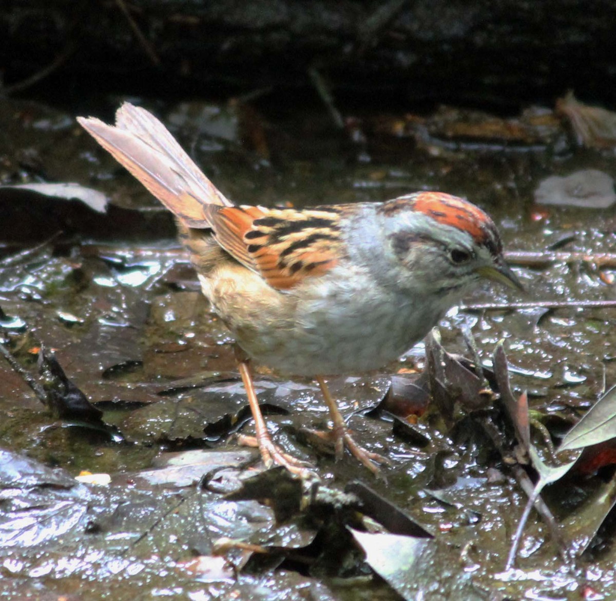 Swamp Sparrow - ML618986876